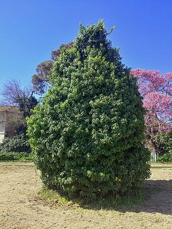 Il Parco di Villa Boldetti, Iglesias SU